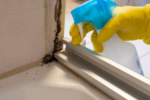 Certified Mold Removal in Calhoun Falls, SC