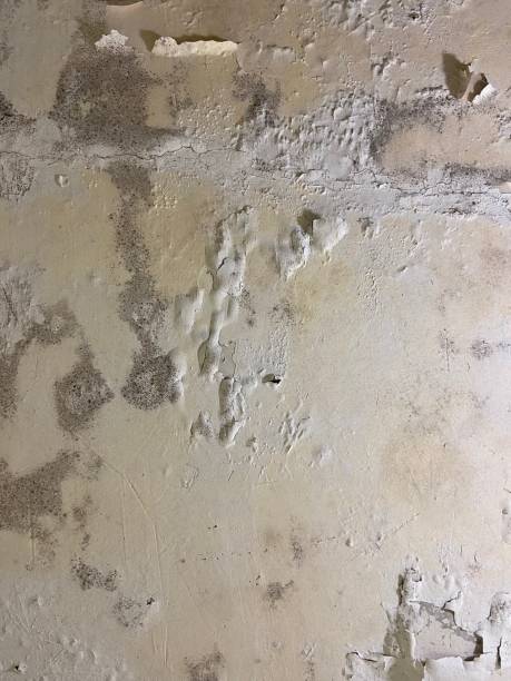 Best Local Mold Removal Service  in Calhoun Falls, SC