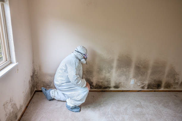Professional Mold Removal in Calhoun Falls, SC